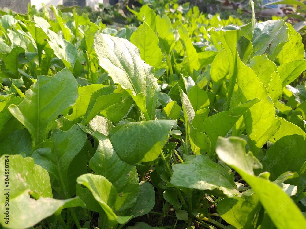 view of spinach cultivation in the sun. view of spinach cultivation in the sun.