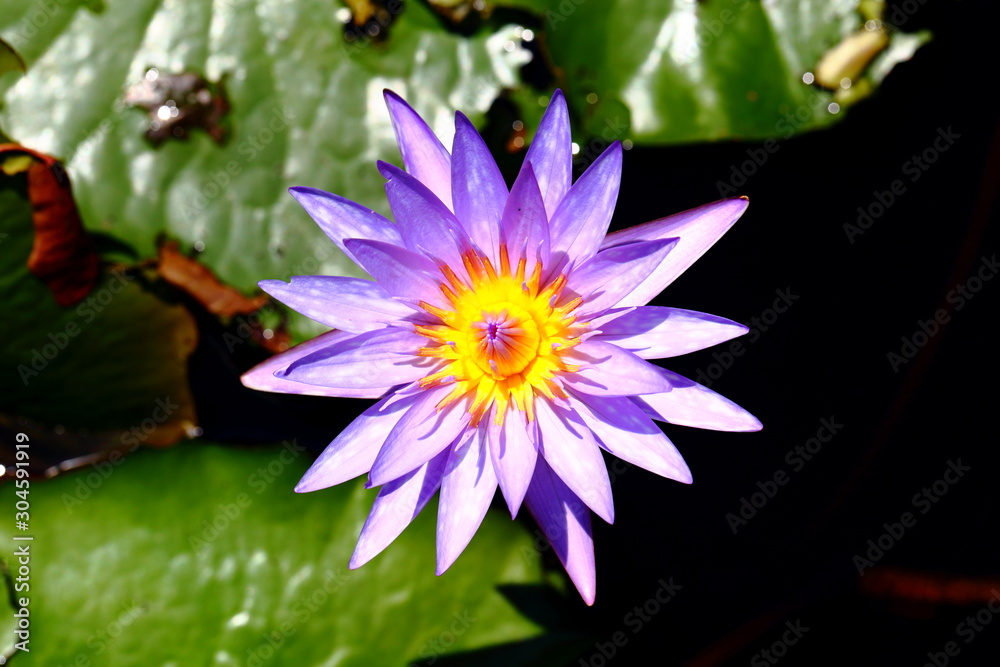 Beautiful Lilium, Liliaceae flower in the pond Beautiful Lilium, Liliaceae flower in the pond