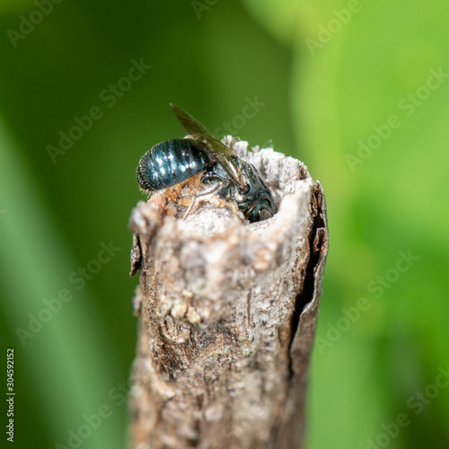 Ceratina, small carpenter bee nest in sumac stem