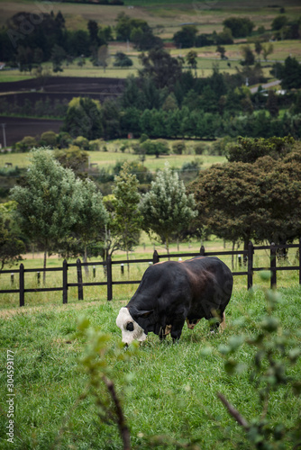 Ganado en minicipio de Tabio Cundinamarca_Colombia photo