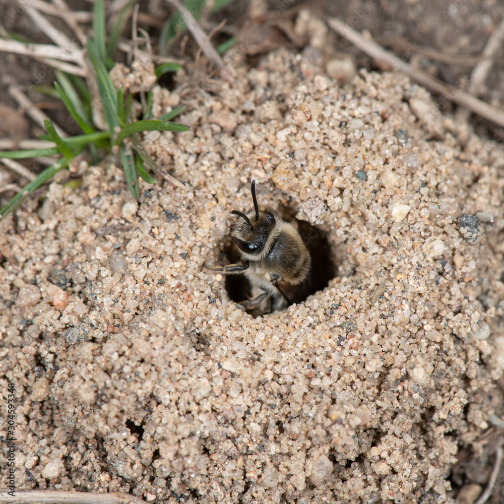 Colletes inaequalis, unequal cellophane bee nest