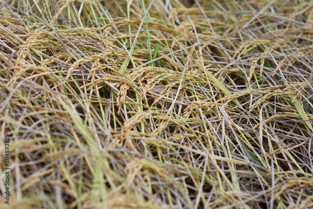 rice seed before harvest time. rice seed before harvest time.