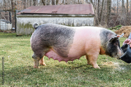 old pig sow gilt standing cross