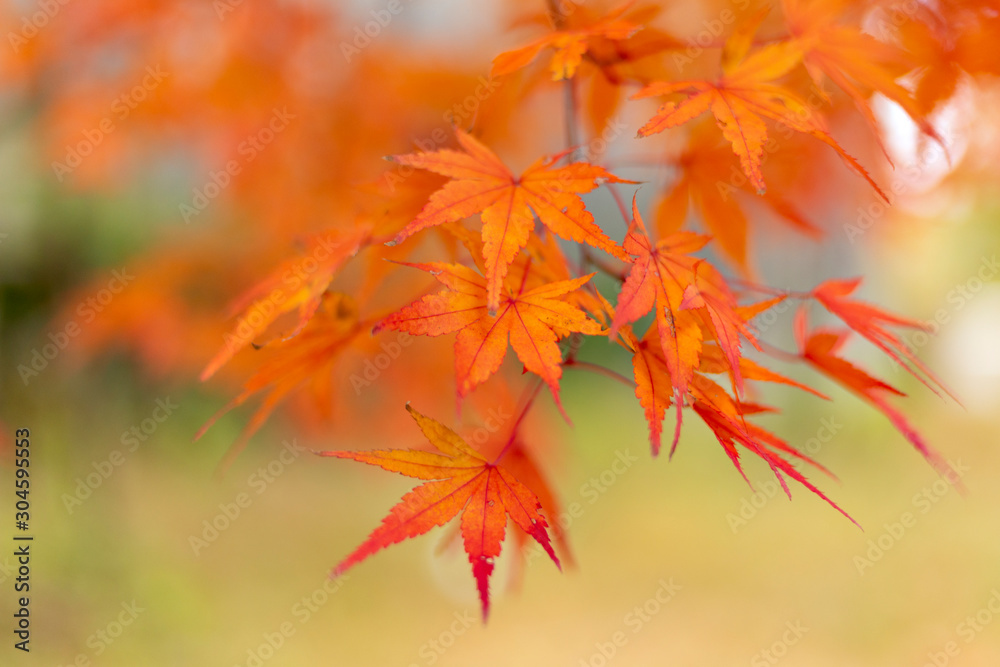 Autumn leaf colors of maple trees in Japan Autumn leaf colors of maple trees in Japan