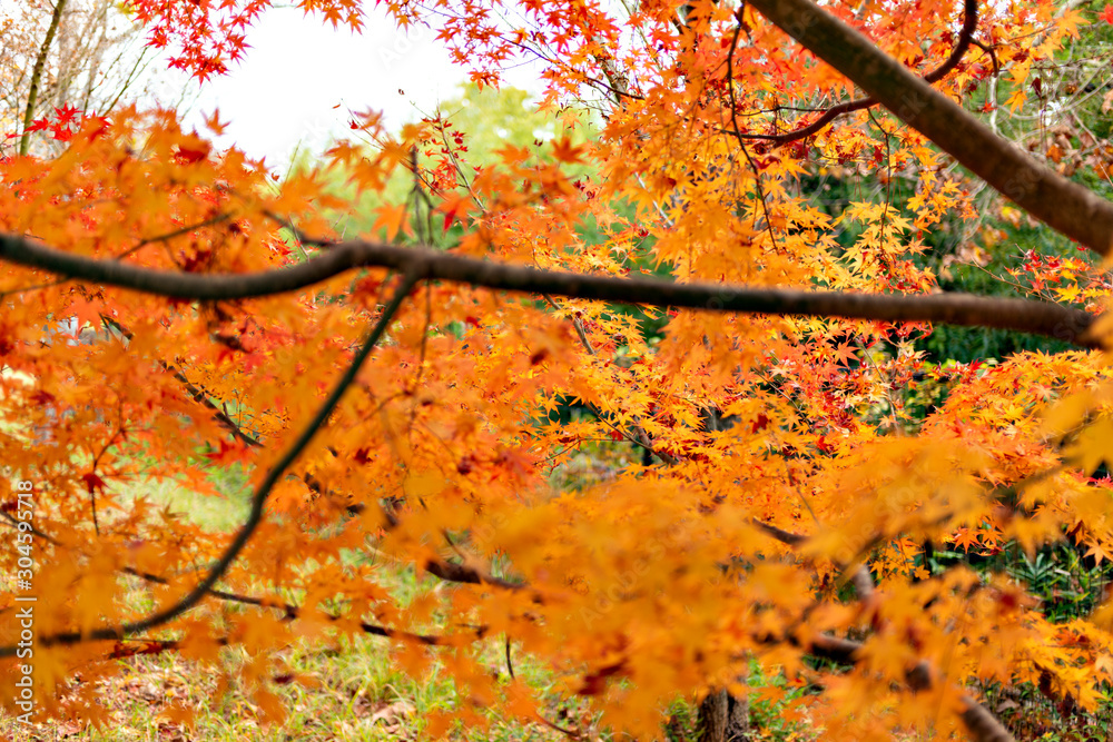 Autumn leaf colors of maple trees in Japan Autumn leaf colors of maple trees in Japan