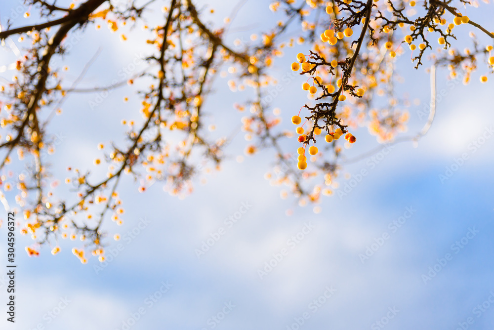 Winter tree branches covered in small yellow berries with blue sky background Winter tree branches covered in small yellow berries with blue sky background