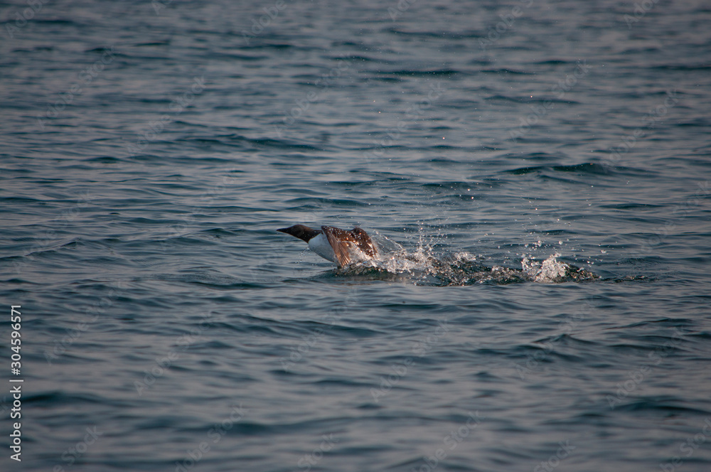 Fototapeta premium A seabird sits on the surface of the sea in summer