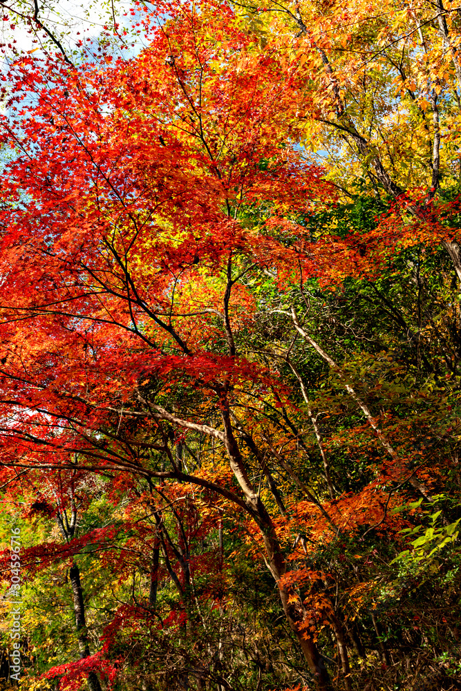 Autumn leaf colors of maple trees in Japan Autumn leaf colors of maple trees in Japan