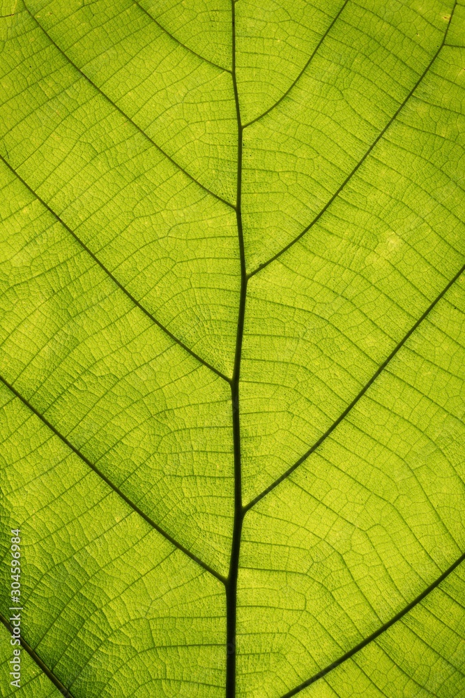 Glow see through green leaf structure texture background - obrazy, fototapety, plakaty 