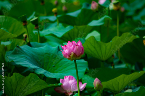 Lotus flower and leaves are shot closeup.