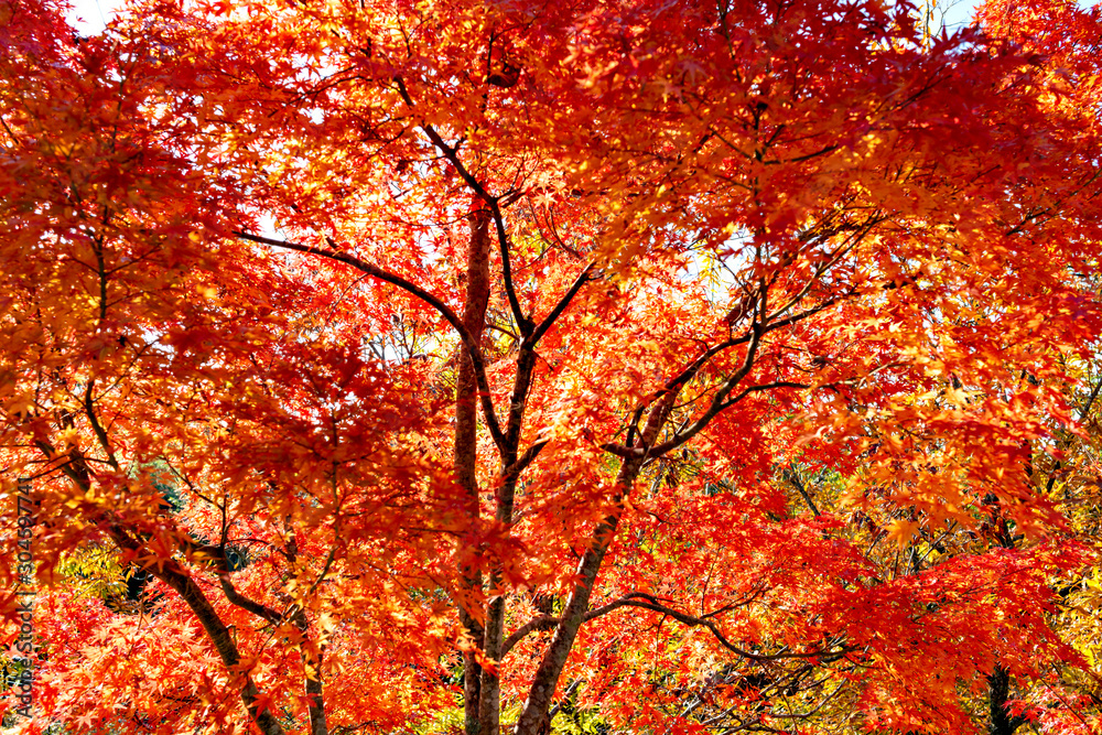 Autumn leaf colors of maple trees in Japan Autumn leaf colors of maple trees in Japan