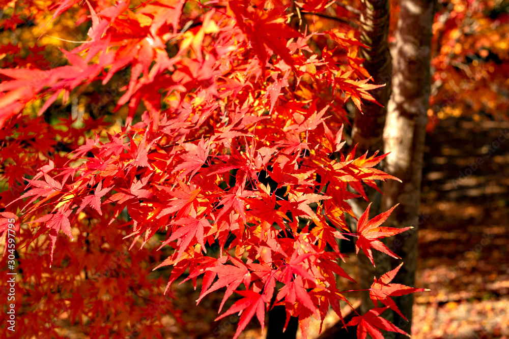 Autumn leaf colors of maple trees in Japan Autumn leaf colors of maple trees in Japan