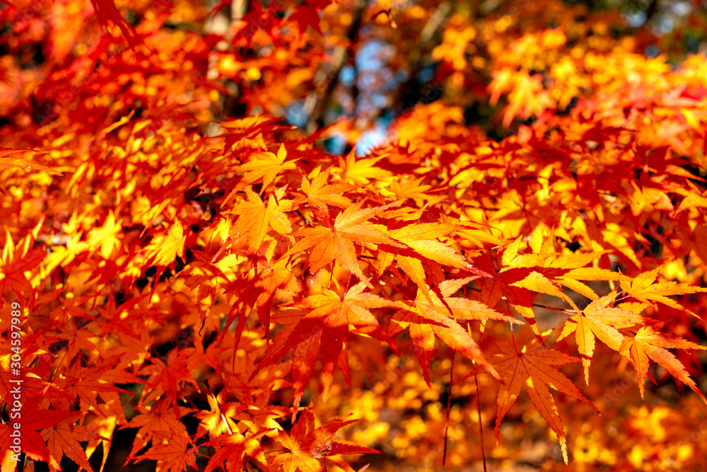 Autumn leaf colors of maple trees in Japan