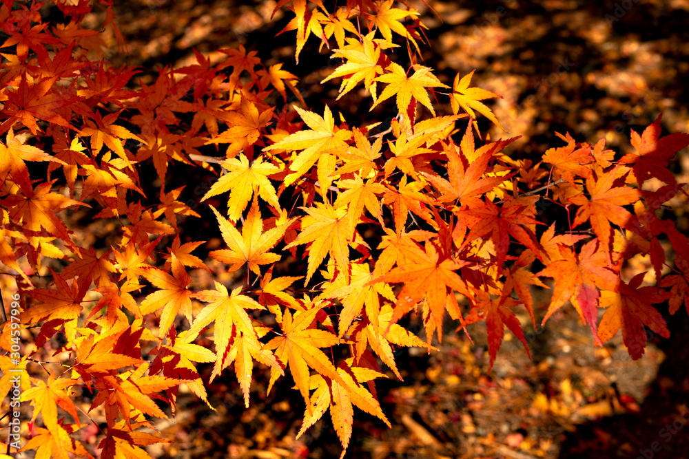 Autumn leaf colors of maple trees in Japan Autumn leaf colors of maple trees in Japan