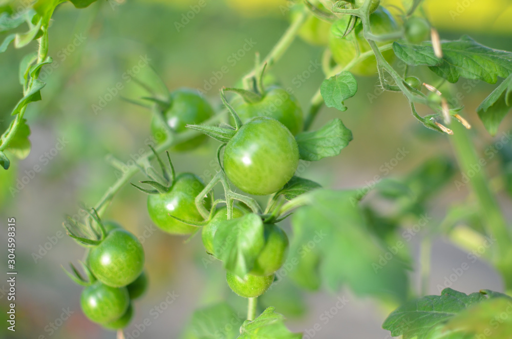 A bunch of immature cherry tomatoes