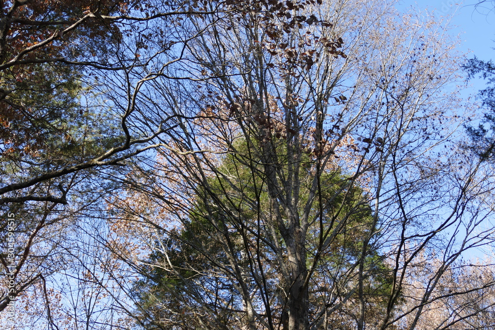 fall, trees in front of trees fall, trees in front of trees
