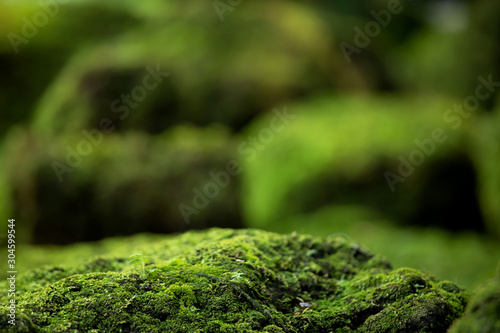 Beautiful Bright Green moss grown up cover the rough stones and on the floor in the forest. Show with macro view. Rocks full of the moss texture in nature for wallpaper. soft focus.