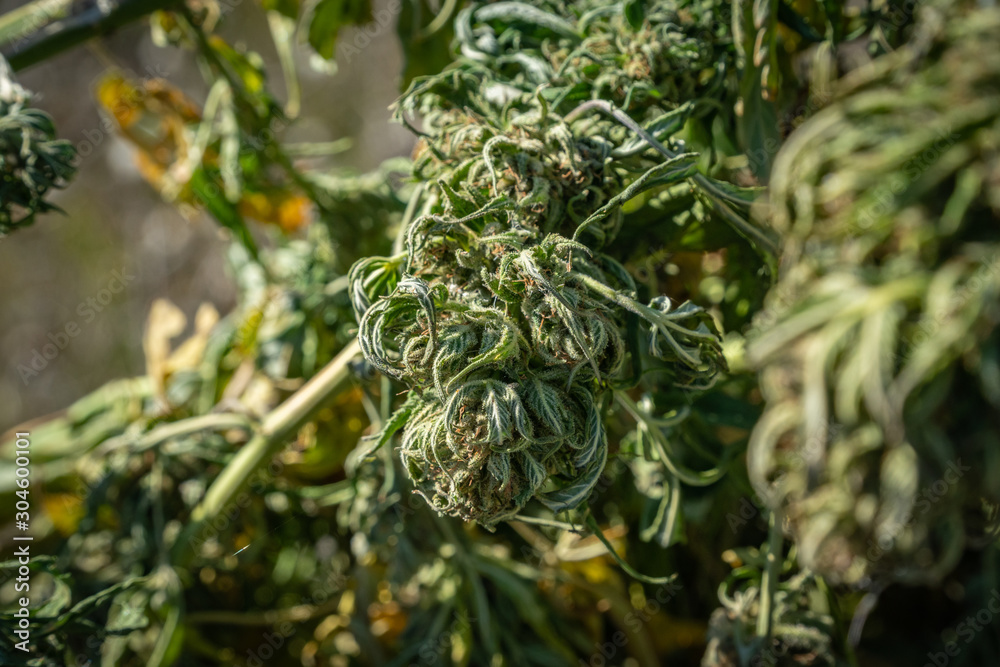 Marijuana plants being dried and harvested on a farm in Southern Oregon. Marijuana plants being dried and harvested on a farm in Southern Oregon.