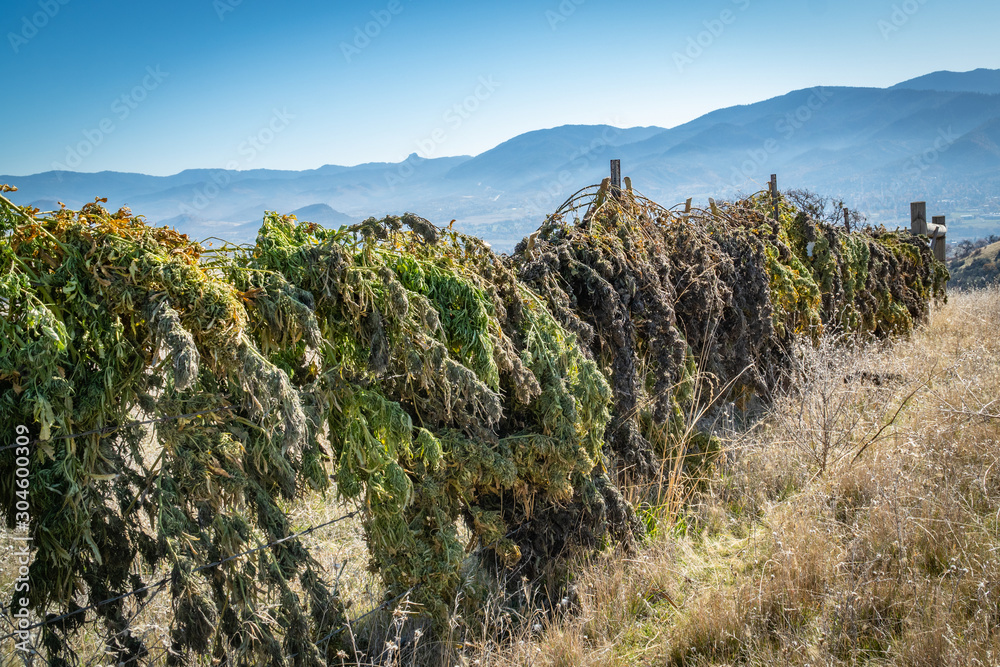 Marijuana plants being dried and harvested on a farm in  Southern Oregon.