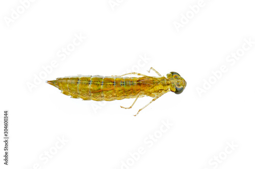 Dragonfly larvae isolated in the white