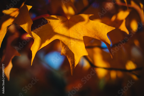 Colorful fall leaves on a beautiful autumn morning in Southern Oregon photo