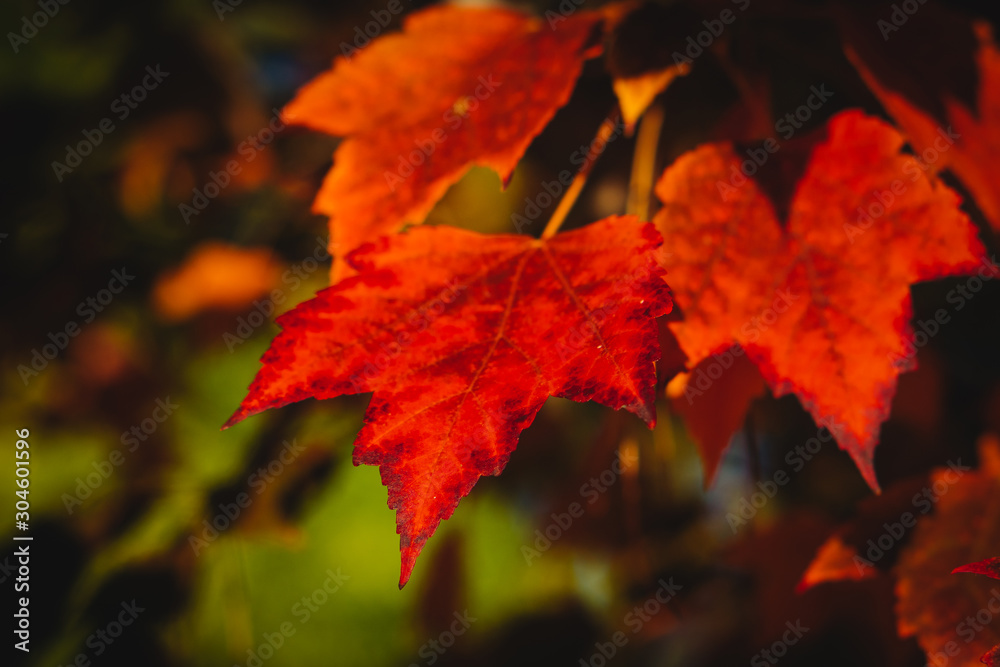Obraz premium Colorful fall leaves on a beautiful autumn morning in Southern Oregon