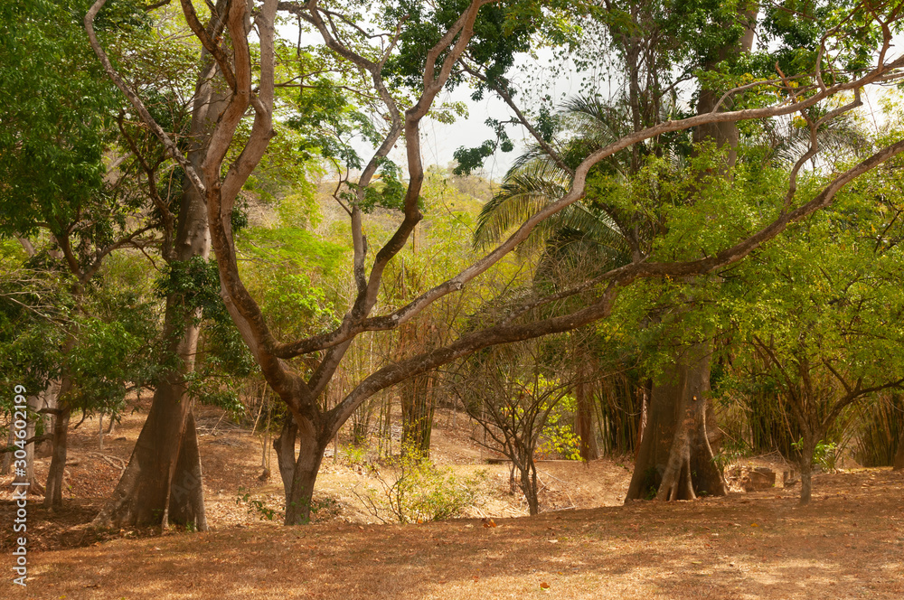 Trees in Trinidad and Tobago