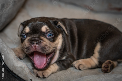French Bulldog puppies who just opened their eyes for the first time.