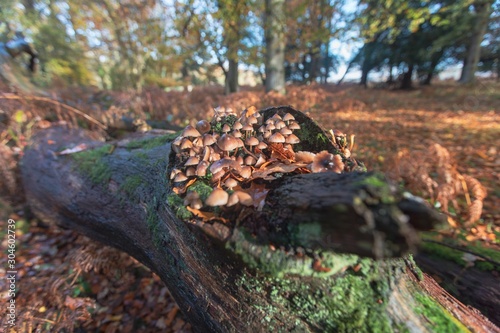Closeup shot of a lot of mushrooms grown in a tree in the New Forest, near Brockenhurst, UK photo