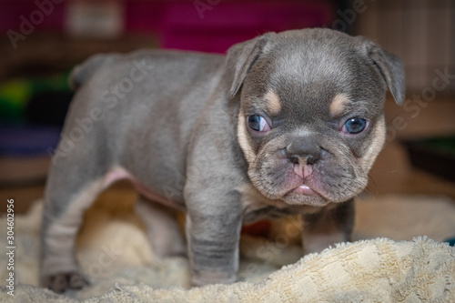 Fototapeta Naklejka Na Ścianę i Meble -  French Bulldog puppies who just opened their eyes for the first time.