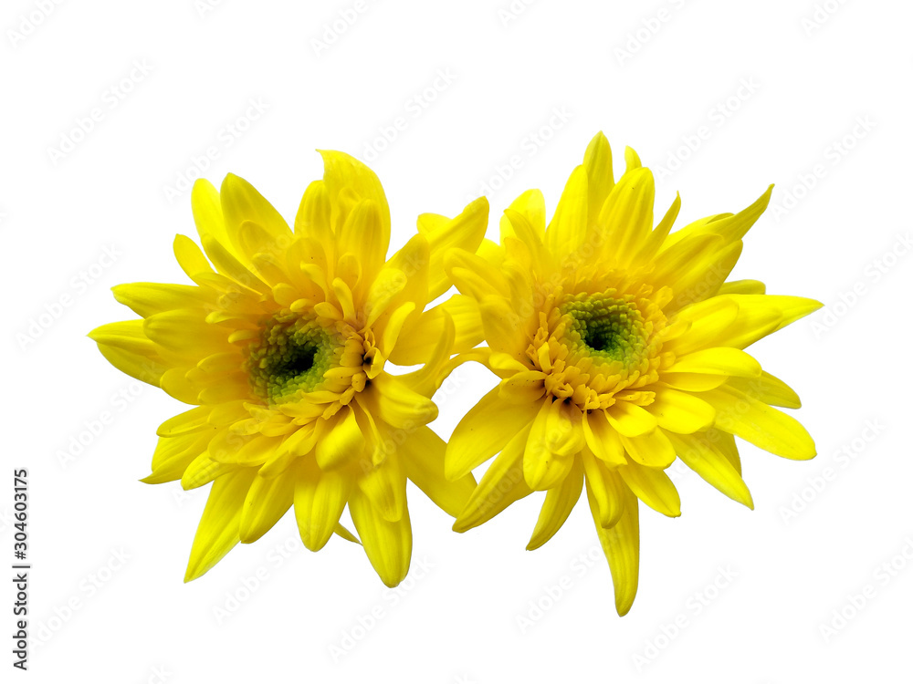 Gerbera or Dahlia flower for flower frame or other decoration. Yellow flower on white background. Seruni or Chrysanthemum flower isolated on white background. Gerbera or Dahlia flower for flower frame or other decoration. Yellow flower on white background. Seruni or Chrysanthemum flower isolated on white background.