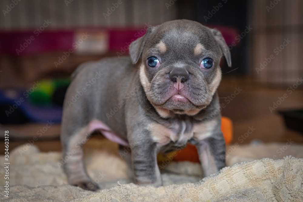 Lilac & tan French Bulldog puppy exploring her world on the first day her eyes are open