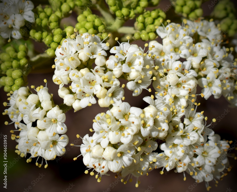 White Hawthorn Flowers in Bloom