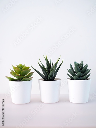 close-up of ornamental plant in pot with cactus in white potted, small tree decoration in room.