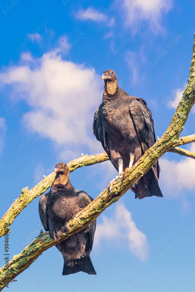A pair of the American Black Vultures in Bombay Hook National Wildlife Refuge.Delaware.USA A pair of the American Black Vultures in Bombay Hook National Wildlife Refuge.Delaware.USA