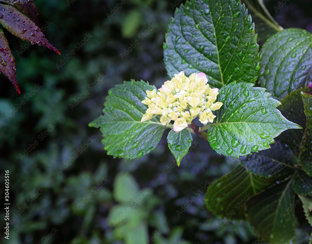Top view of white hydrangea flower. Top view of white hydrangea flower.