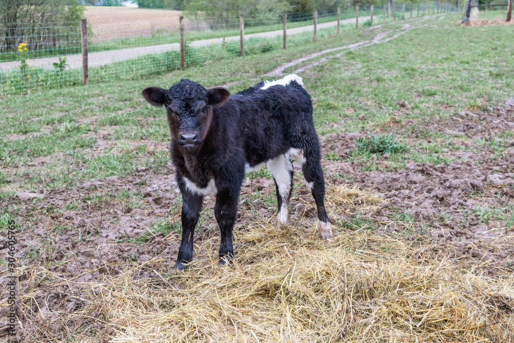 calf baby cow on farm in pasture black and white stripe