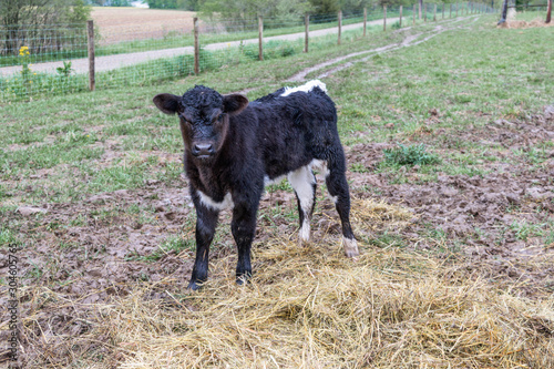 calf baby cow on farm in pasture black and white stripe