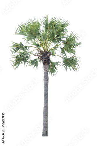 Isolated sugar plam trees on white background.