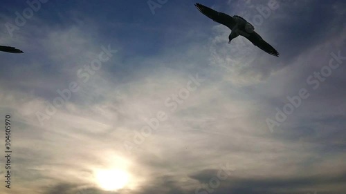 Wallpaper Mural Seagull in flight. Super slow motion. Blue sky and white clouds in background. Torontodigital.ca