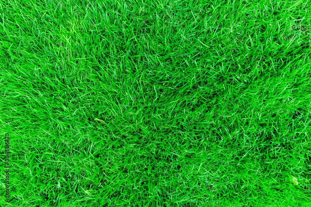 Close up top view Green grass texture background, Park green lawn texture Close up top view Green grass texture background, Park green lawn texture