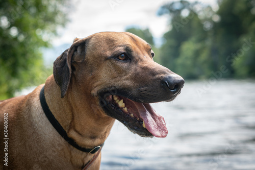 Portrait of Rhodesian Ridgeback dog