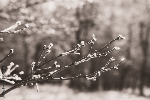 branch of a tree in winter