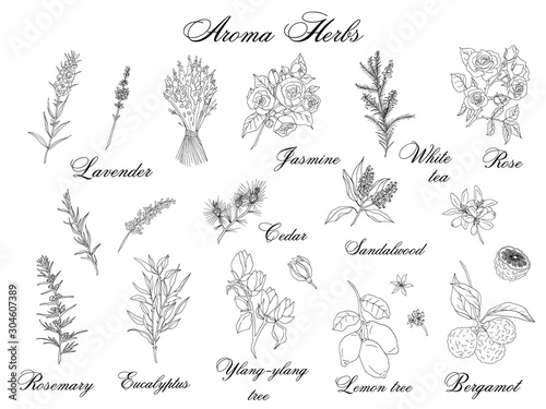 Vector hand-drawn set of aroma herbs isolated on white background © Елизавета Порошина