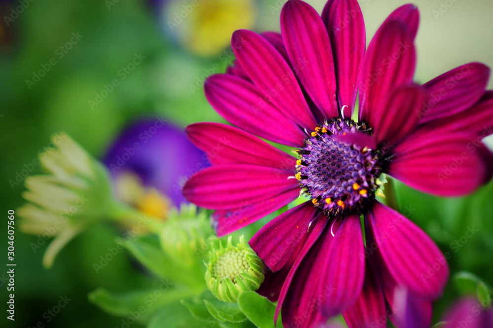 Bright Purple Daisy, Close-Up Bright Purple Daisy, Close-Up