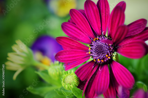 Bright Purple Daisy  Close-Up