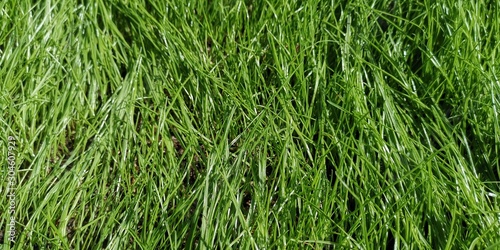Gras Rasen Wiese