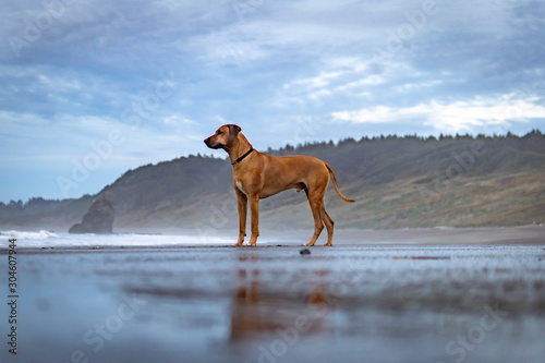 Rhodesian Ridgeback dog playing at a beach on the Oregon Coast