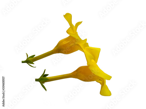 Yellow flower for flower frame or other decoration. Allamanda cathartica flower isolated on white background.