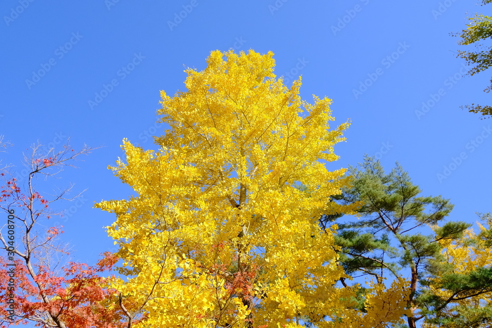 Fototapeta premium 綺麗な黄色のイチョウ
